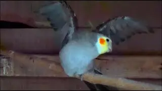 Male Cockatiel Mating Call