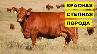 Разведение Красной степной породы коров как бизнес идея | КРС | Красная степная корова