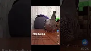 Species of bird you don’t want to mess with #lol #birdbomb #foryou #fyp
