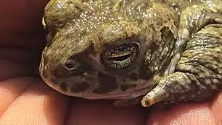 Operación Rescate🐸💚🏡