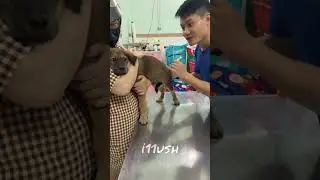 Лучший ветеринар