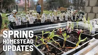 What's going on at our homestead in early spring (seedling, chick, goat, and garden update/plans)