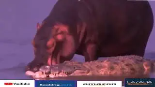 hippo vs crocodile