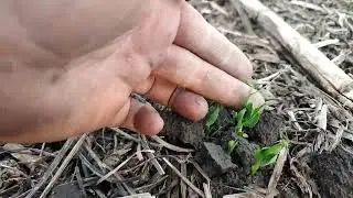 прямий посів кукурудзи розпочато...горох взійшов
