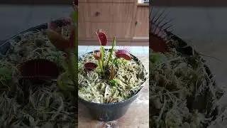 Planta Carnivora