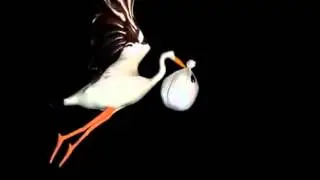 Аист футажи для видеомонтажа
