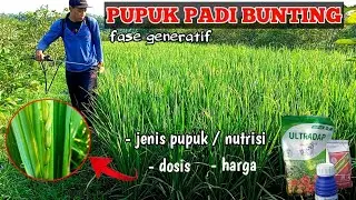 PUPUK PADI SAAT BUNTING || NUTRISI PADI FASE GENERATIF / MULAI KELUAR MALAI