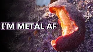 Gumboot facts: I swear it's not a rock | Animal Fact Files