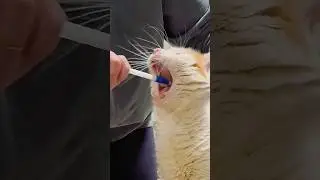 How to EASILY Give Cats Medicine 😷 