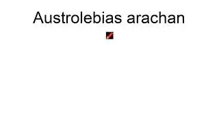 Austrolebias Arachan