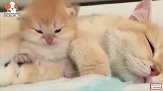 Смешные коты и кошки. Прикольный видео