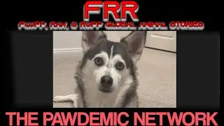 FRR 63: Kitty and Canine Cuteness on TikTok