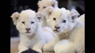 adorables bébés