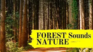 🌳 🌲 FOREST Sounds   Relax  🌼  NATURE  🌼  Sounds meditation 🌲 🌳