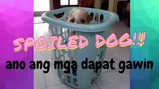 EPEKTO NG SPOILED NA ASO (EFFECT OF SPOILED DOG)