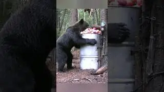 Медведь не верит своим глазам. Куда он попал? 