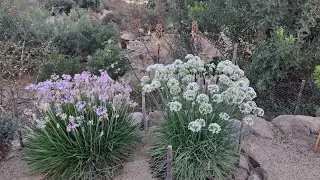 Чили/цветы в феврале         