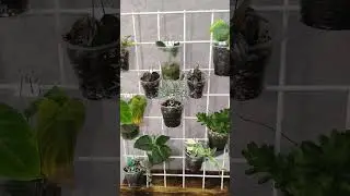 мудборд для растений,черенков.#моирастения #plants #комнатныерастения #идея
