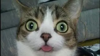 Угарные приколы про котов!  Ржака!