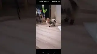 Немецкий шпиц мальчик сбрасывает тапочки