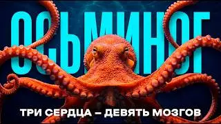 Осьминог: инопланетный разум, который мы нашли на Земле