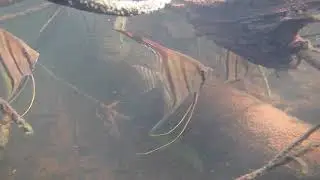 Santa Isabel Angelfish