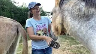 Donkey Life 😂yes this is what it’s like!