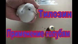 Тилозин. | Применение и дозировка для голубей