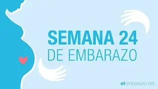 Semana 24 de embarazo | 24 semanas de embarazo | El embarazo semana a semana