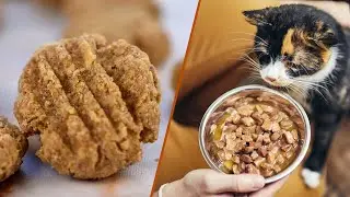 Cat Treats vs. Cat Food: What's the Best Choice for Your Feline Friend?