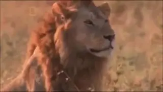 Lions | Here Comes The Lion Guard