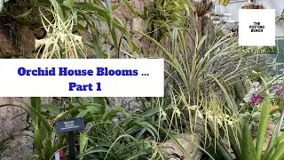 Orchid Display House 1
