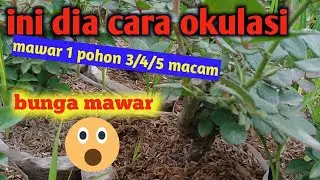 TEKNIK OKULASI SATU POHON 3/4/5 MACAM BUNGA MAWAR
