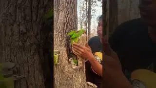Strange video wild man catches baby parrot in nest Part 01 #shorts #parrot #shortvideo #wildlife
