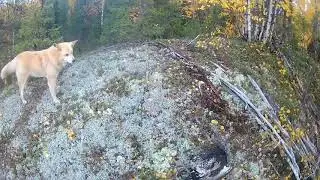 Охота на боровую дичь. Проверка ловушек.