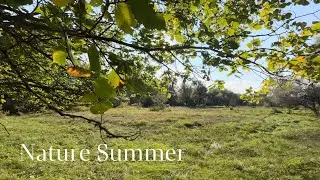 NATURE SUMMER | Cinematic