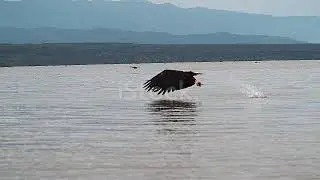 African Fisheagle Haliaeetus Vocifer Adult In Flight Fish In Claws Fishing At Baringo Lake Kenya Slo