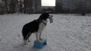 Increasing food motivation in dogs / Dog training