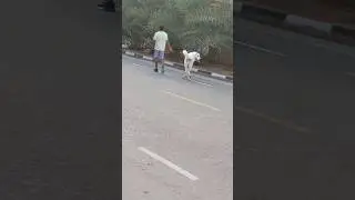 Bog Dog in Dubai