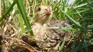 Raising Quail Organically for eggs. Comment élever les cailles bio.Cómo criar codornices orgánicas