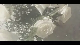 @-earth.plants-animals A bouquet of white roses,një tufë trëndafilash të bardhë
