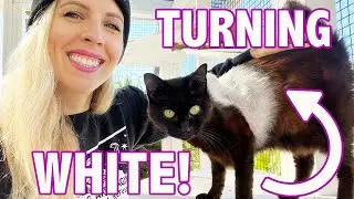 My Black Cat's Fur Turned WHITE (Post-Radiation!)