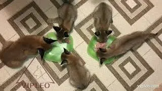 VIPLEO®. Кормление котят каракет. Caracat.