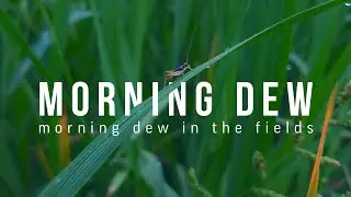 INTO THE NATURE - Morning Dew | Nature Cinematic Video