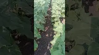 огляд суданки Маріанни та соняшнику Володимир на погано доробленому полі