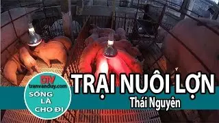 KHÁM PHÁ TRẠI CHĂN NUÔI LỢN, XÃ VÔ TRANH, PHÚ LƯƠNG, THÁI NGUYÊN