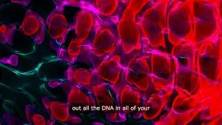 Biology  - DNA
