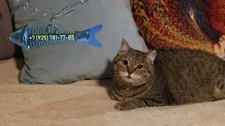 Муся