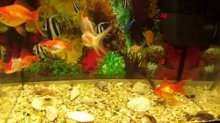 30 lt goldfish (japon balığı) akvaryumu