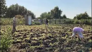 Картошка дело не быстрое
